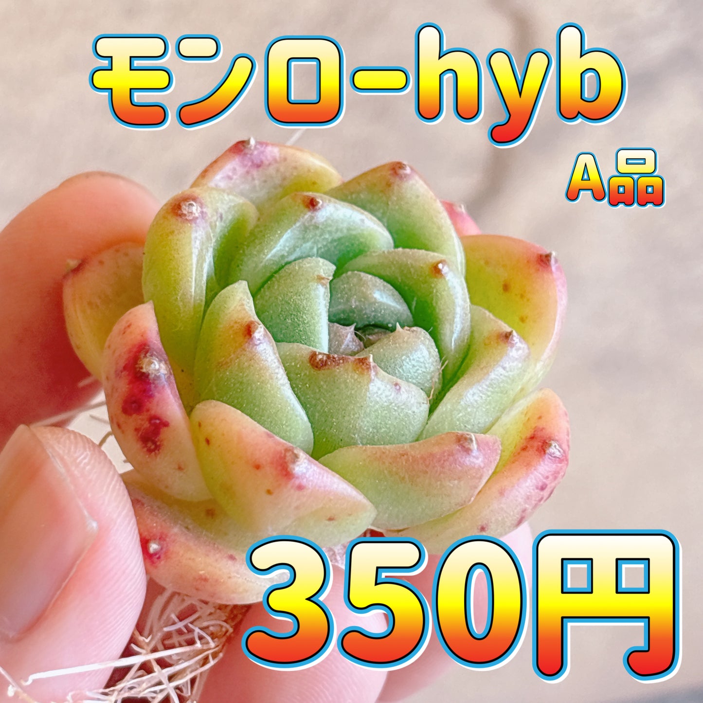 モンローhyb　A品　カット苗