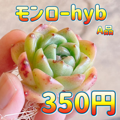 モンローhyb　A品　カット苗