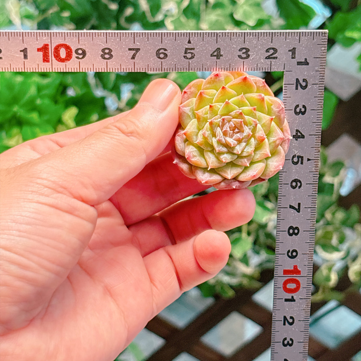 ピンクバイオレット　A品　カット苗