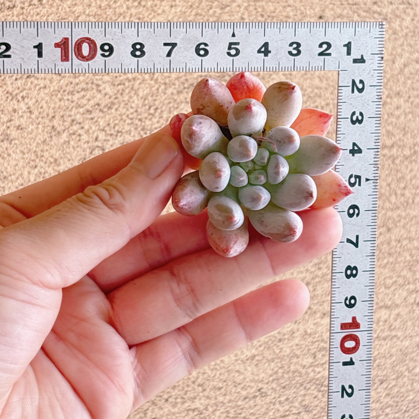 ソロモン　A品　カット苗