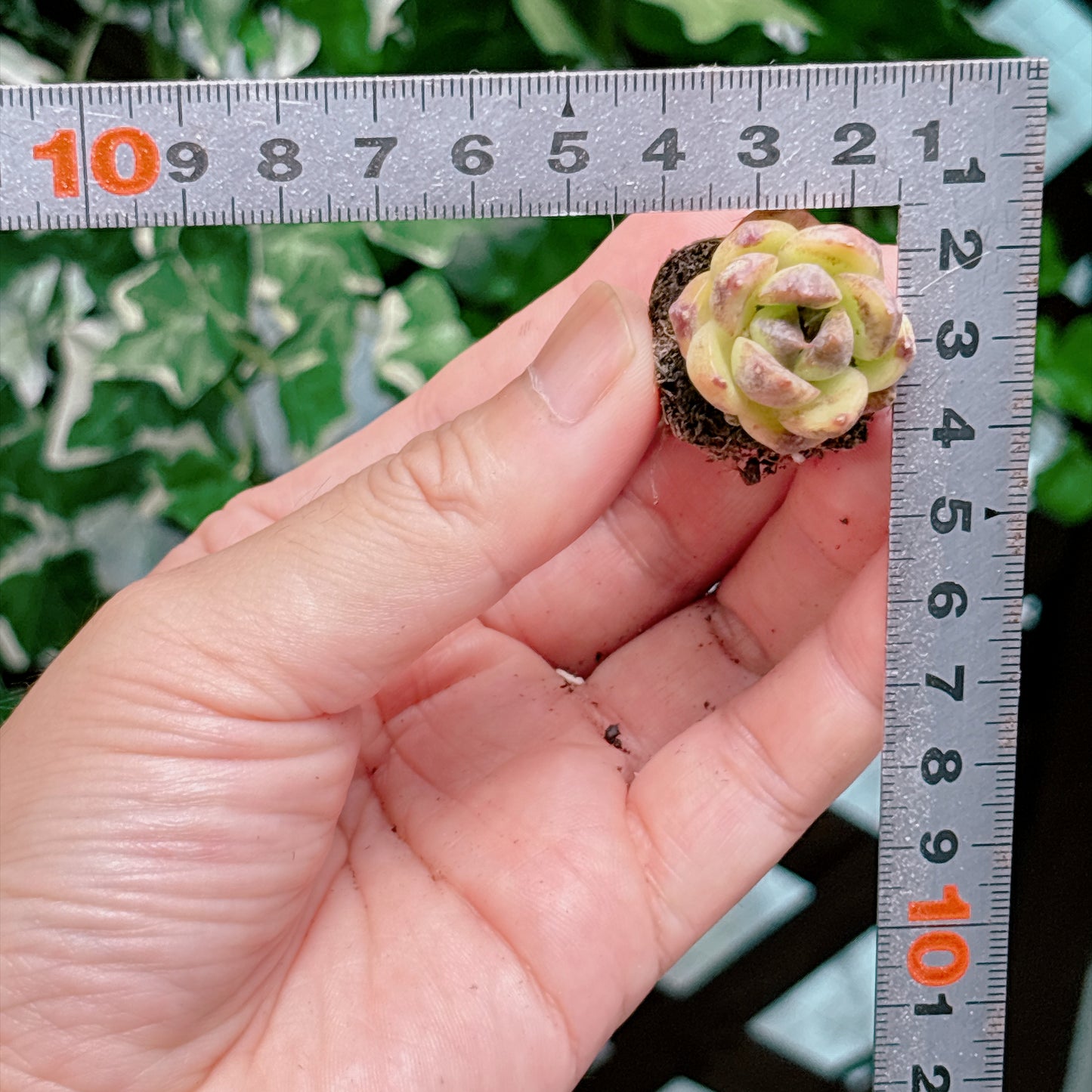 名無し苗１５　A品　プラグ苗
