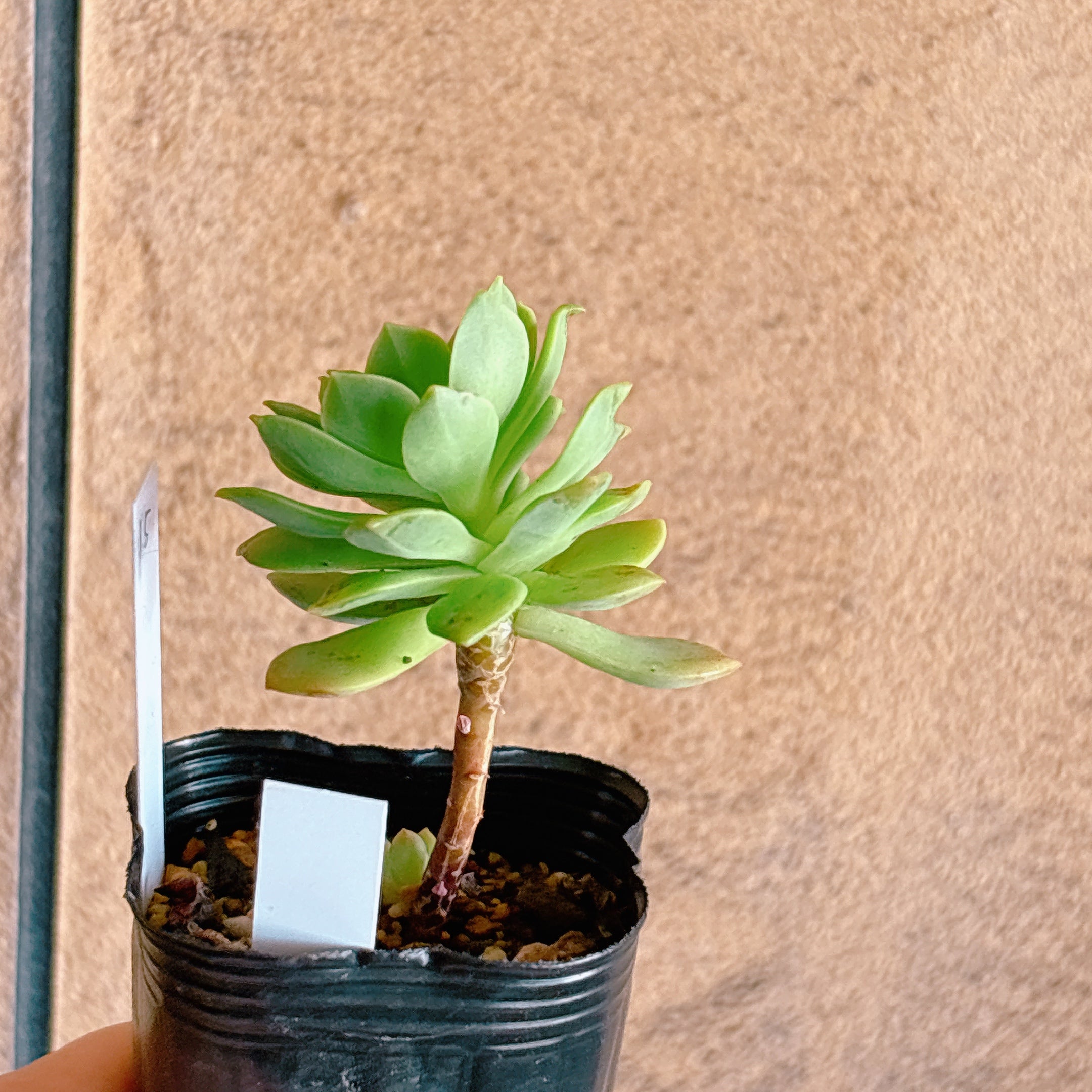グリーンローズ 【1-15】 – Bull Succulent