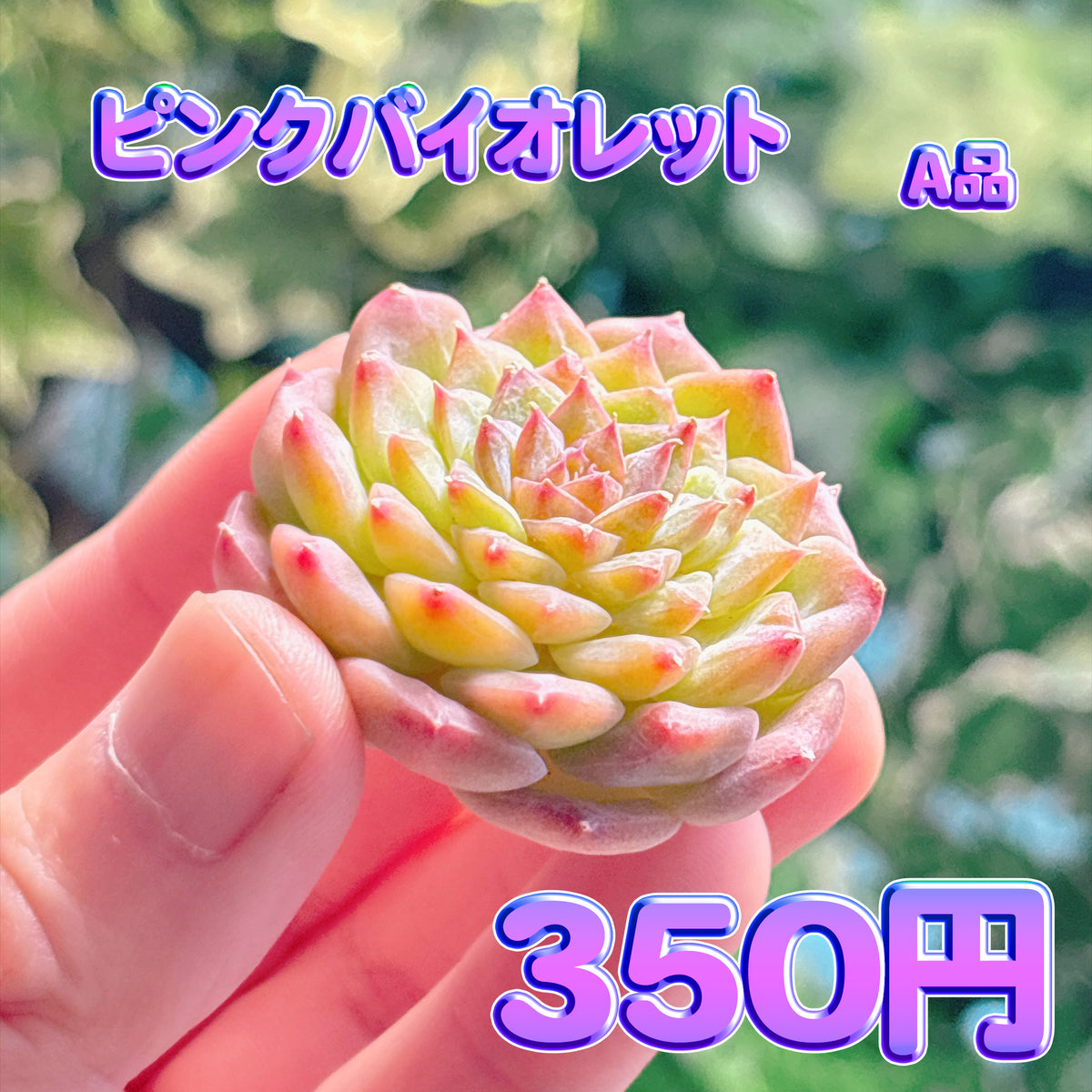 ピンクバイオレット　A品　カット苗