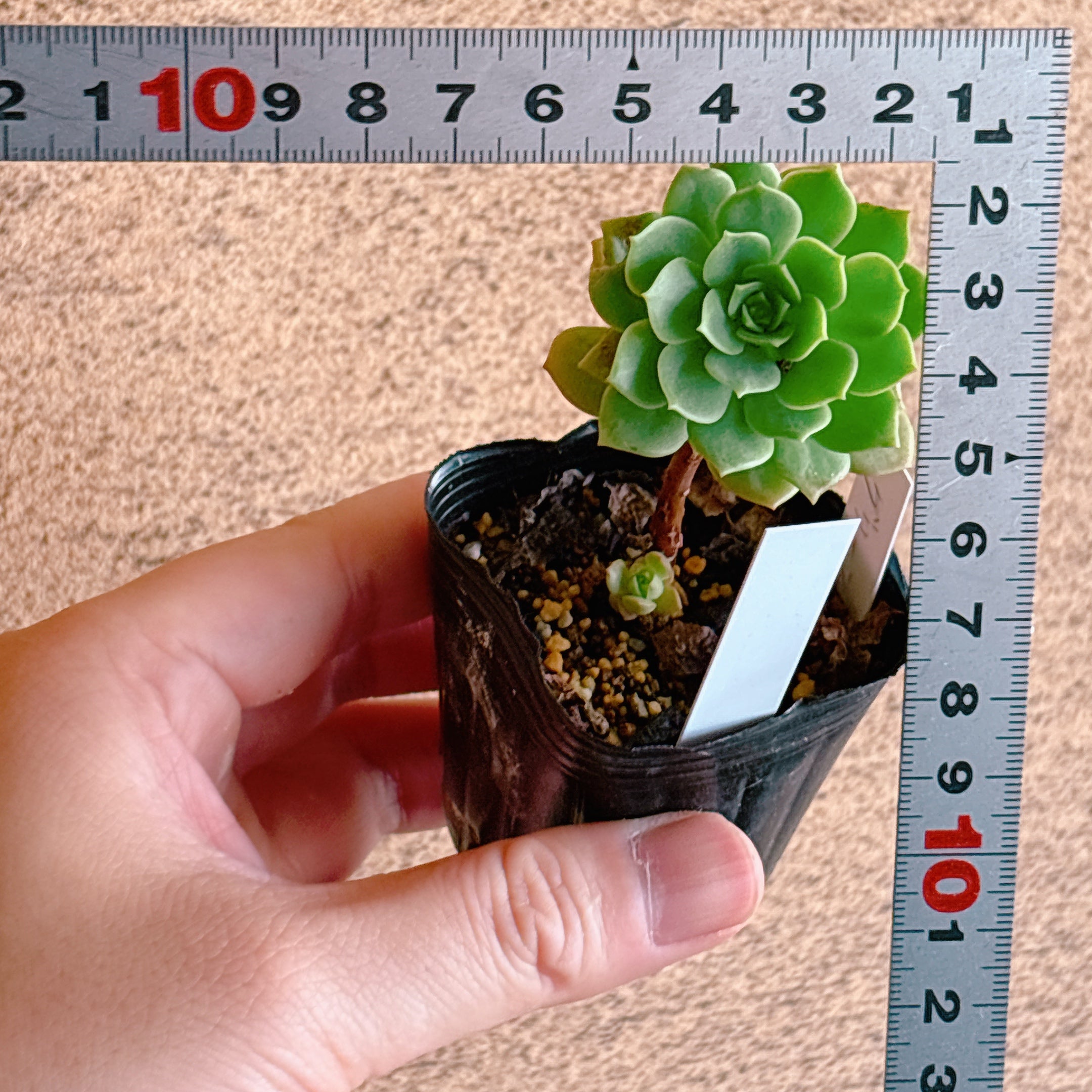 グリーンローズ 【1-15】 – Bull Succulent