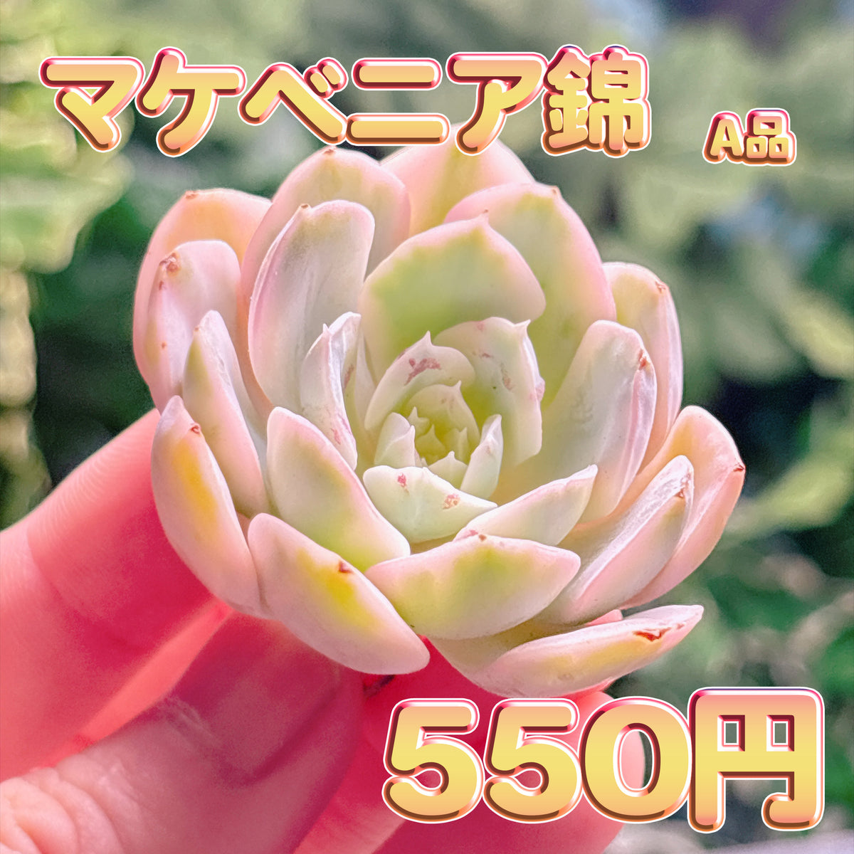 マケベニア錦　A品　カット苗