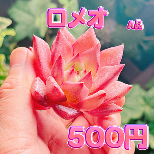 ロメオ　A品　カット苗