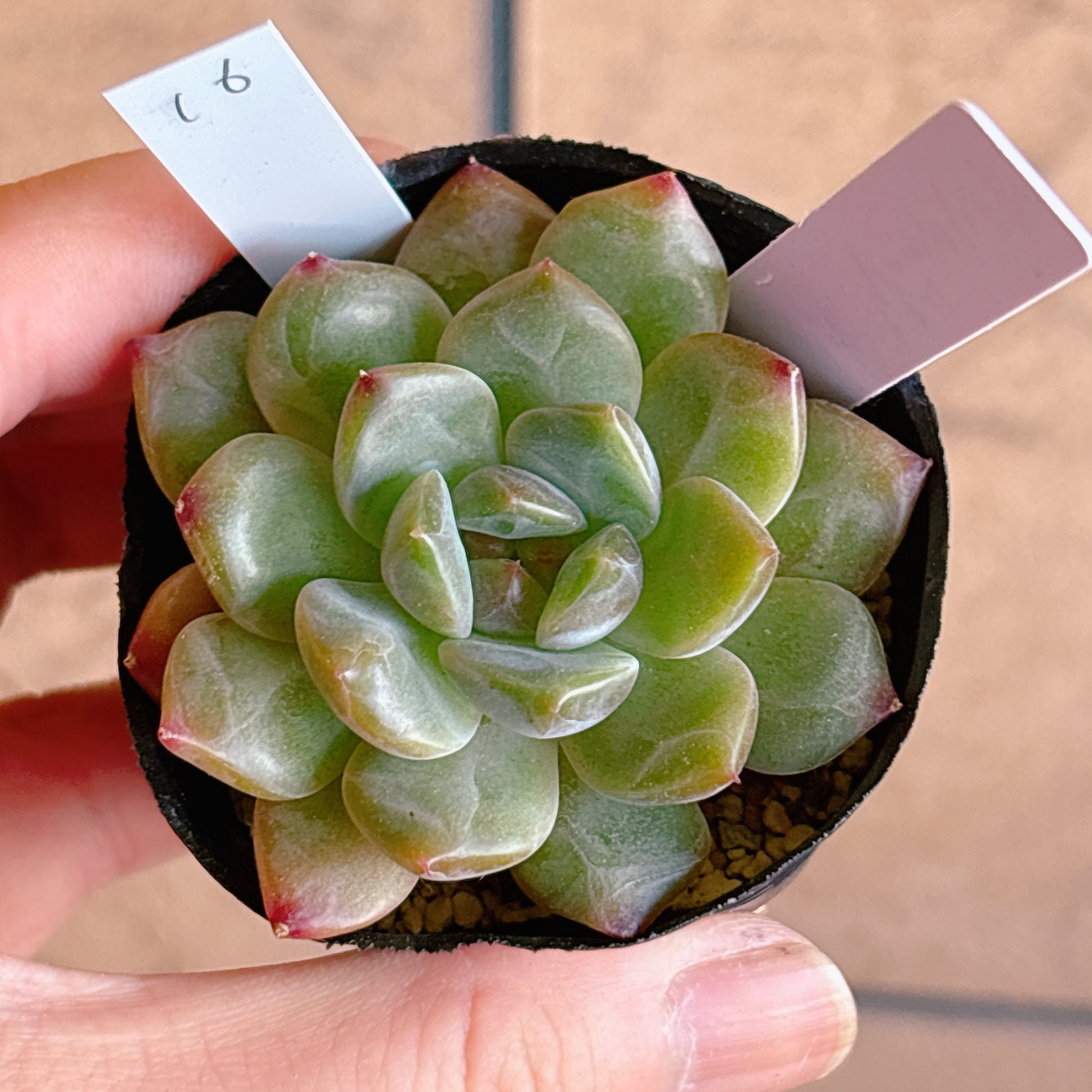多肉植物