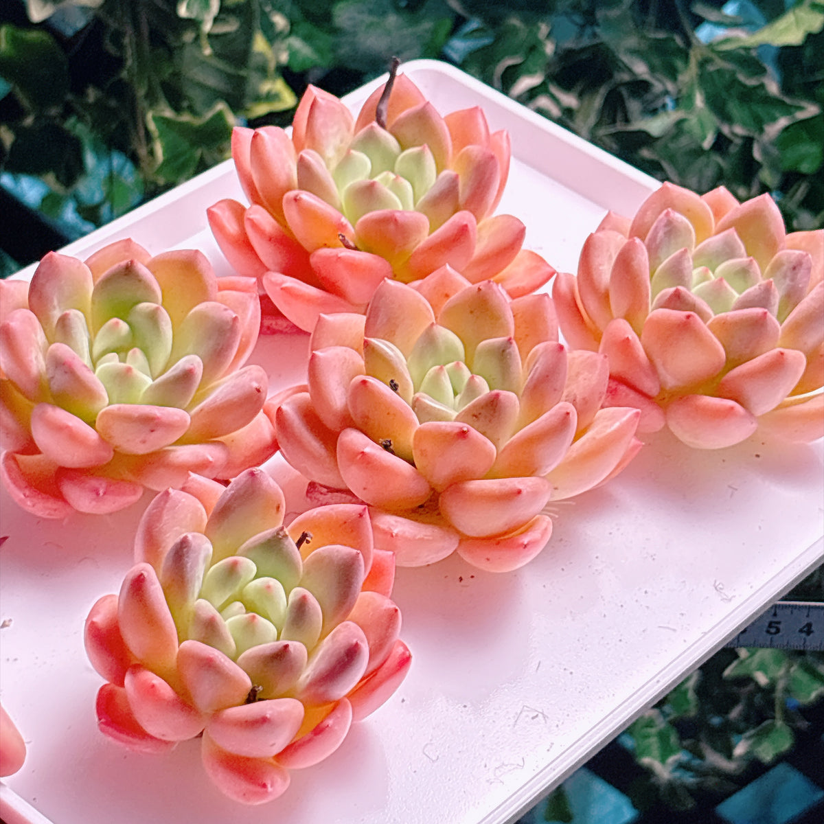 多肉植物