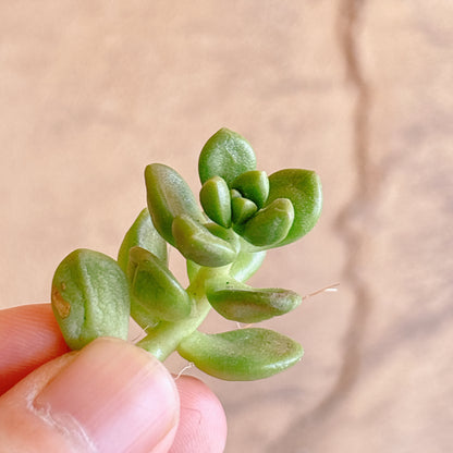 多肉植物