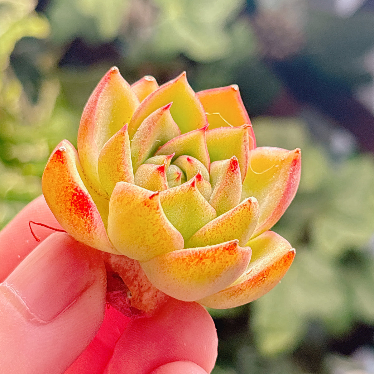 多肉植物