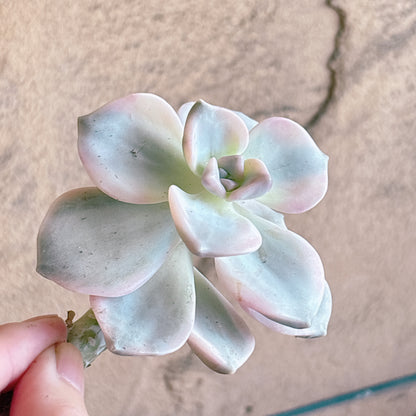 多肉植物
