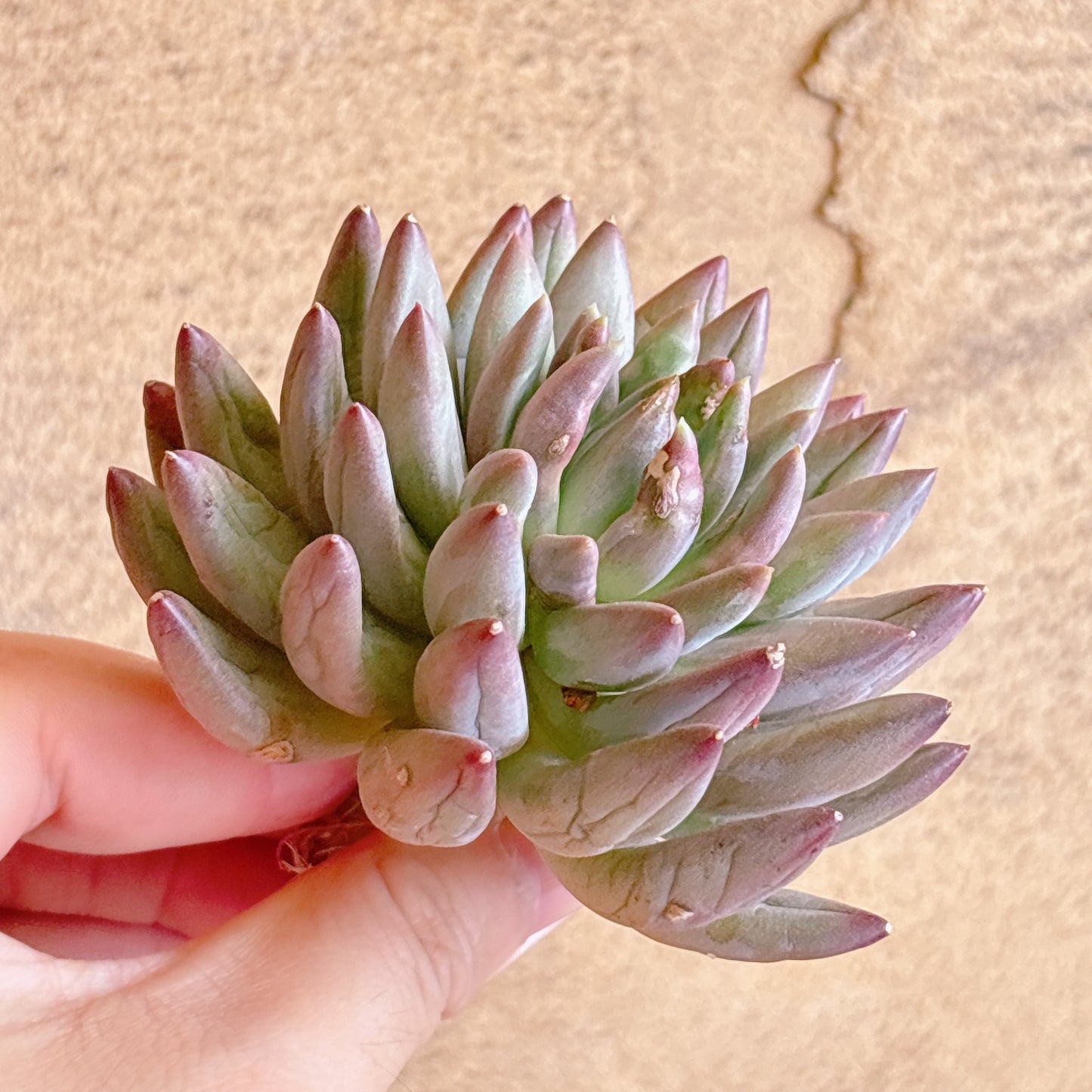 多肉植物