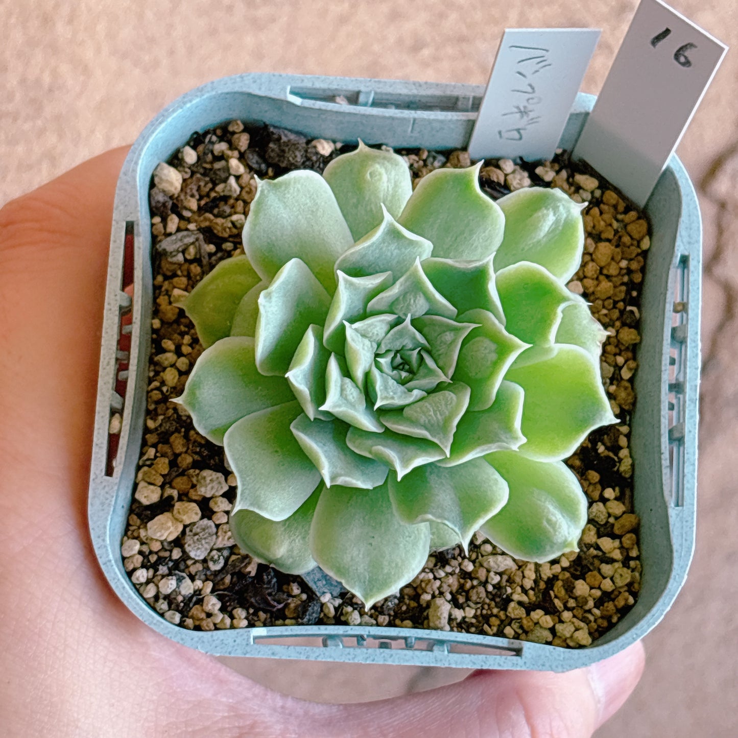 多肉植物