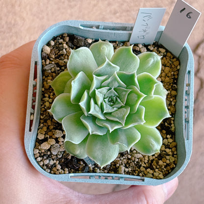 多肉植物