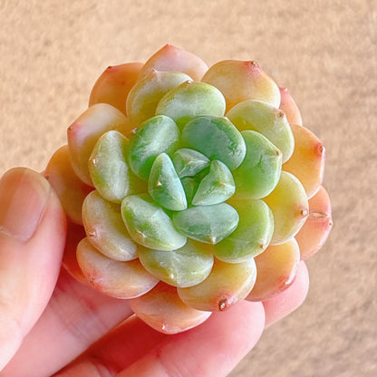多肉植物