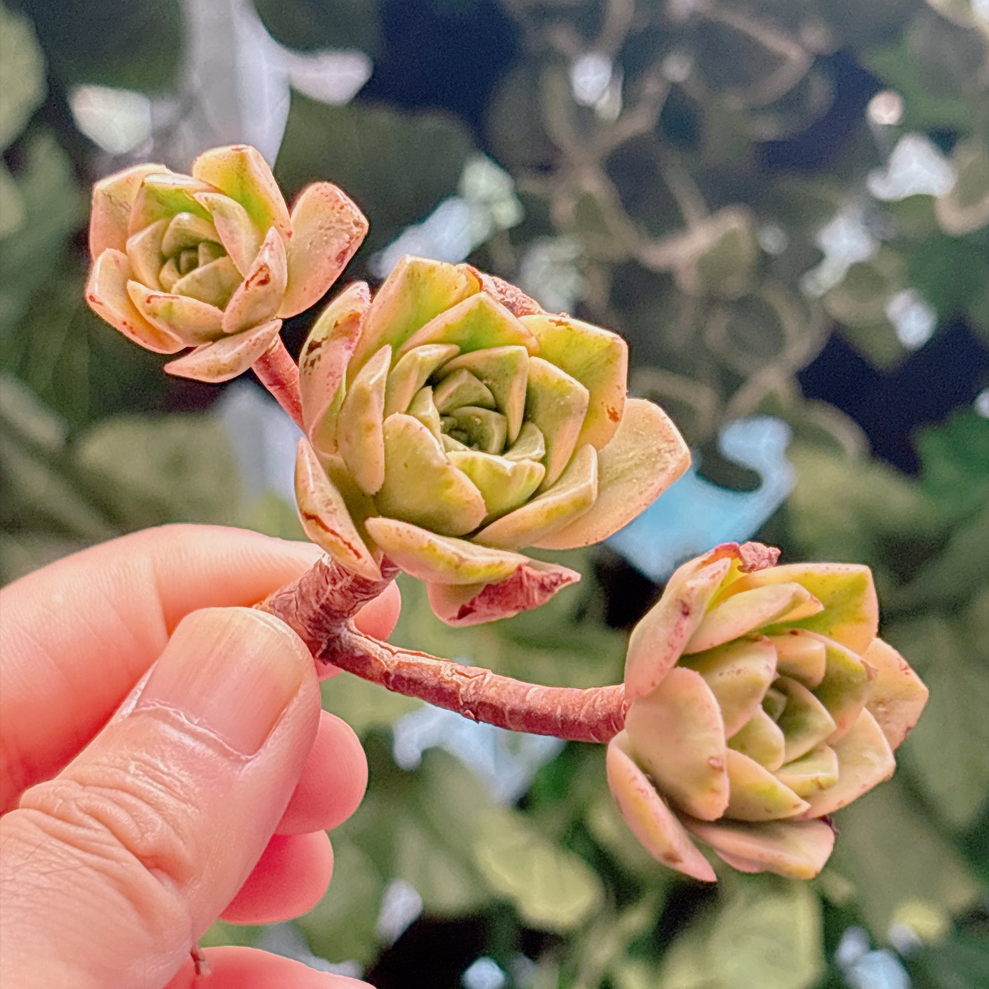 多肉植物