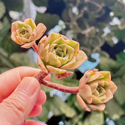 多肉植物