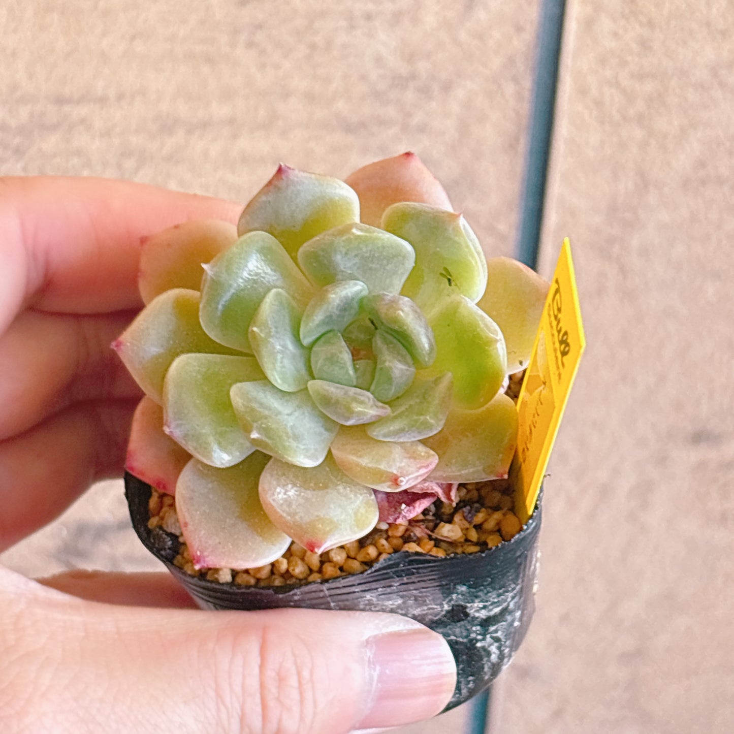 多肉植物