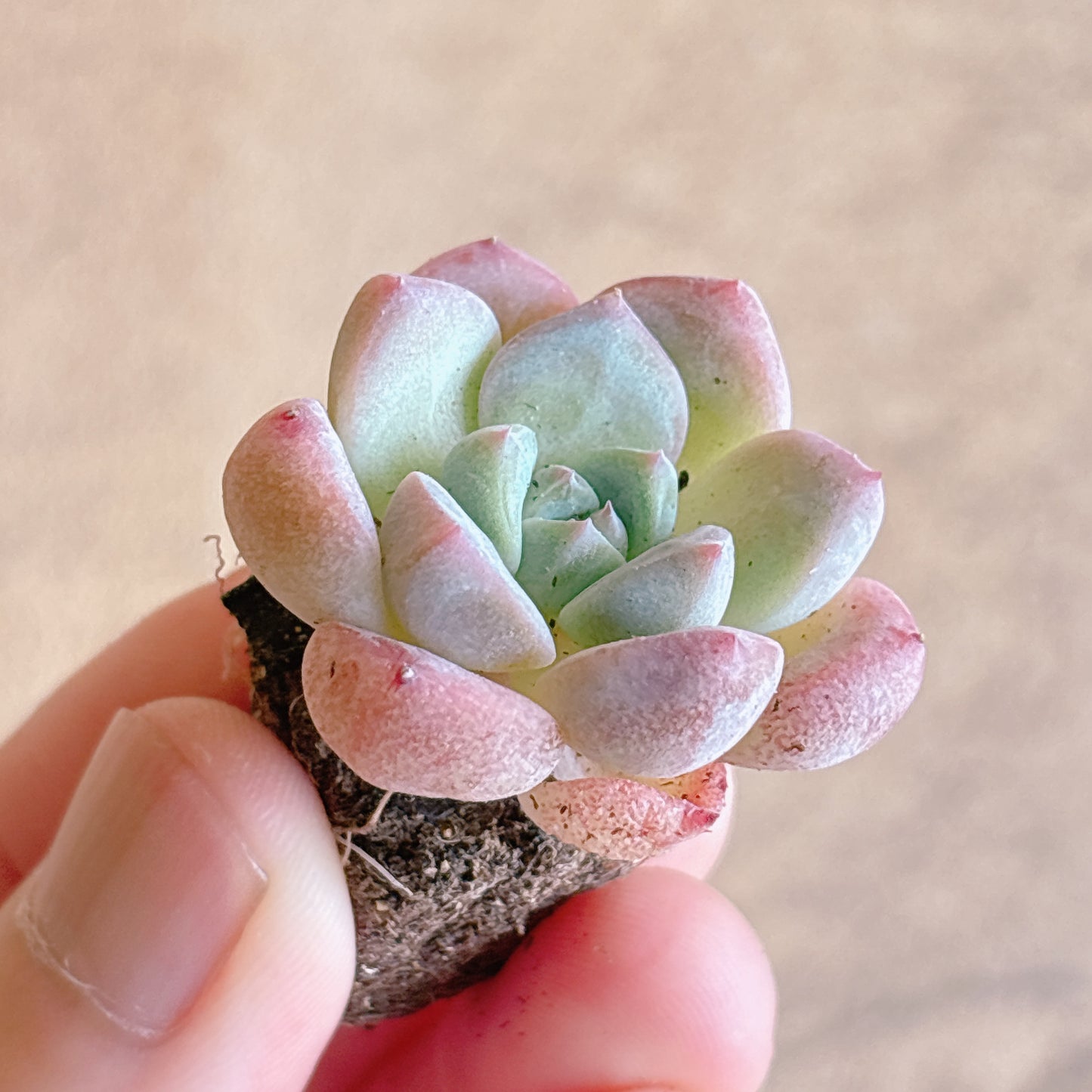 多肉植物