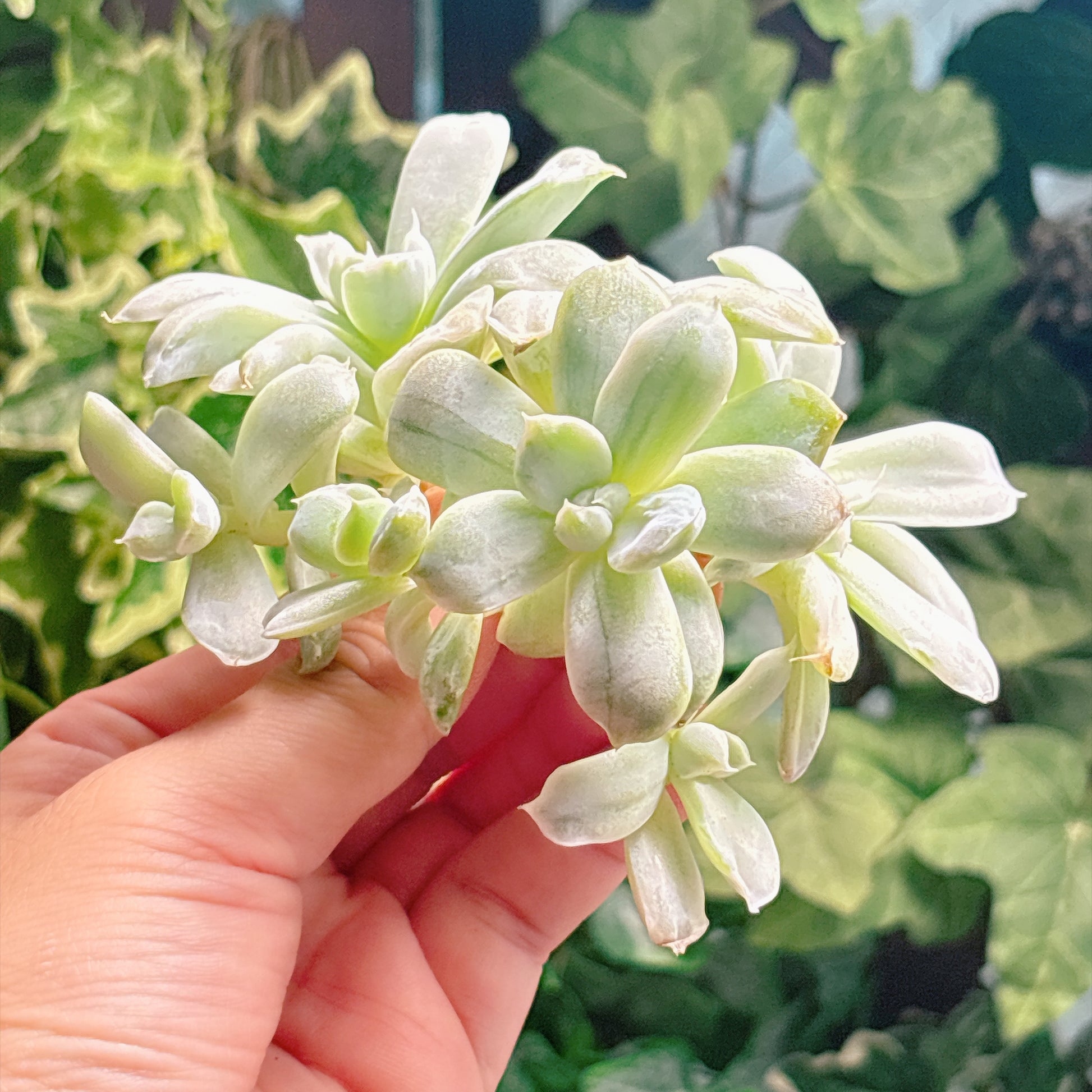 多肉植物