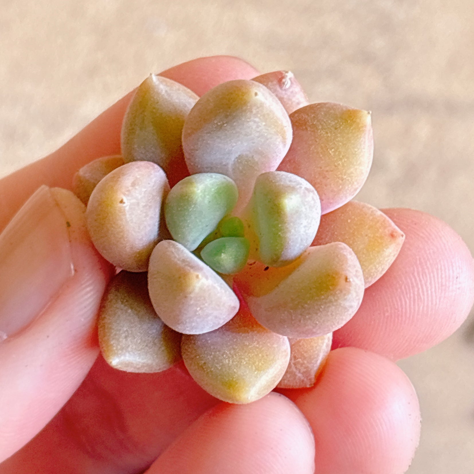 多肉植物