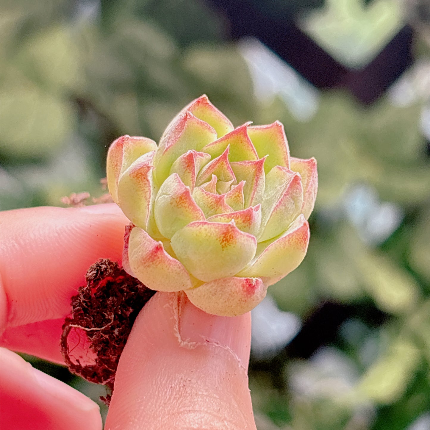 多肉植物