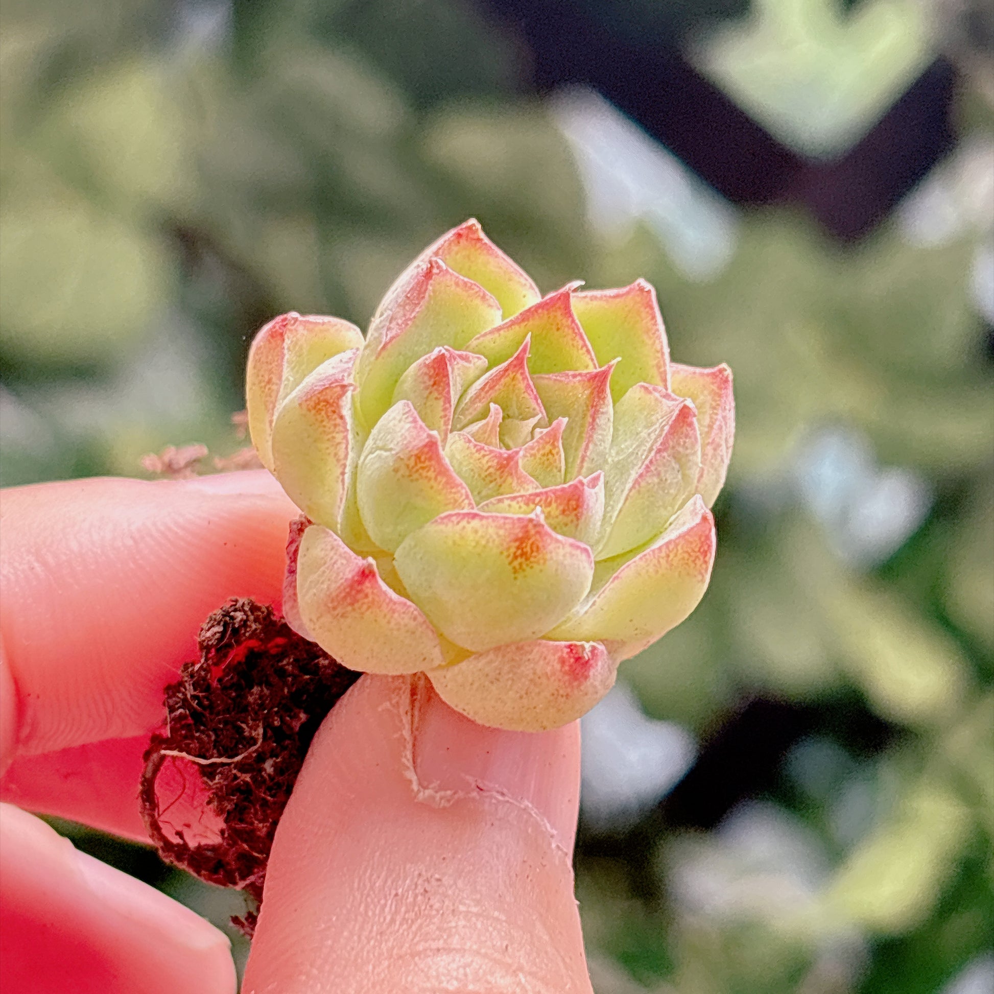 多肉植物