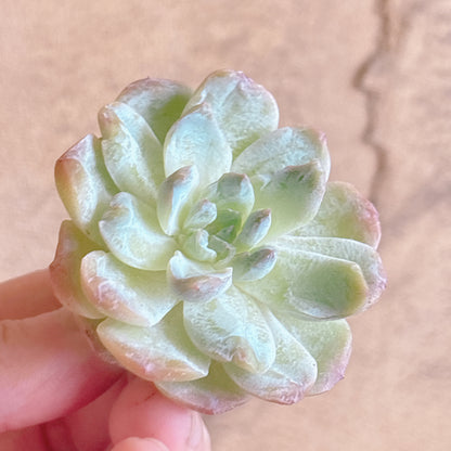 多肉植物