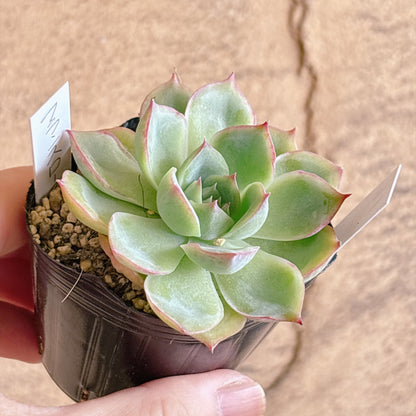 多肉植物