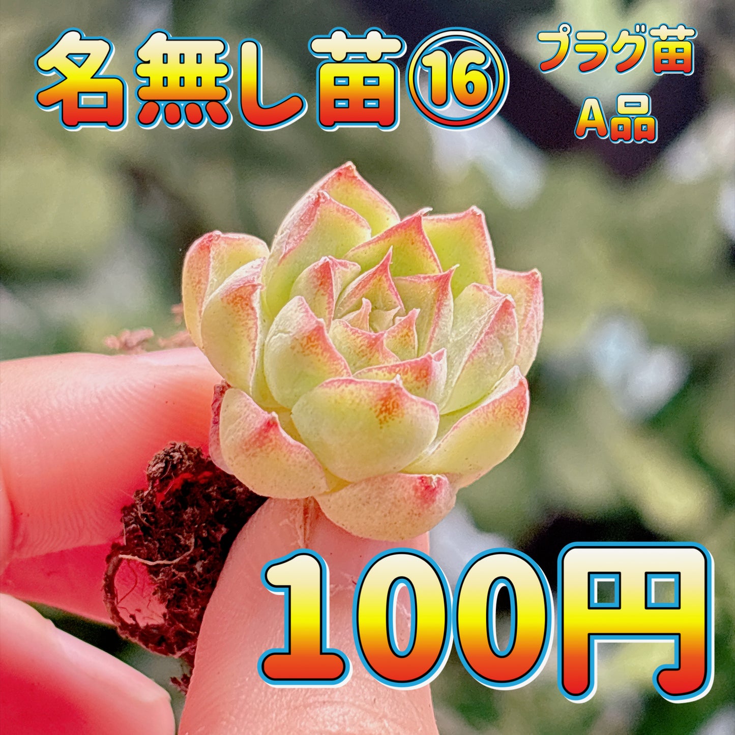 名無し苗１６　A品　プラグ苗