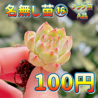 名無し苗１６　A品　プラグ苗
