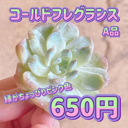 コールドフレグランス　A品　カット苗