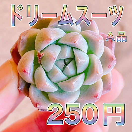 ドリームスーツ　A品　カット苗