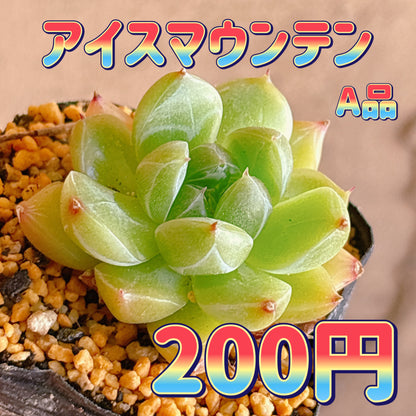 アイスマウンテン　A品　根付き苗
