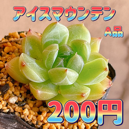 アイスマウンテン　A品　根付き苗