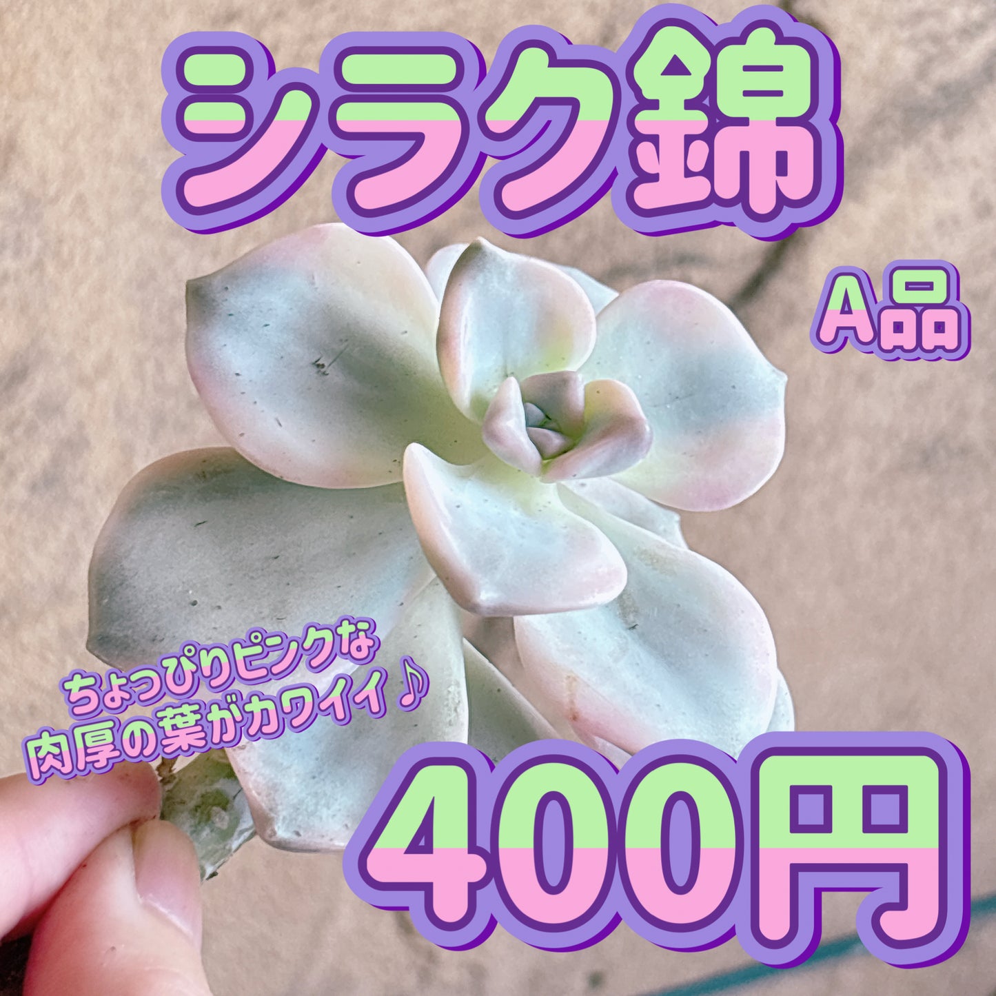 シラク錦　A品　カット苗