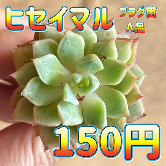 ヒセイマル　A品　プラグ苗
