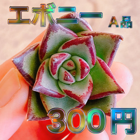 エボニー　A品　カット苗