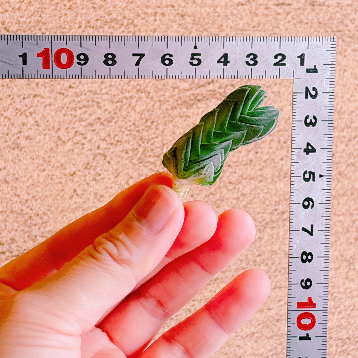 ブッダテンプル　A品　カット苗