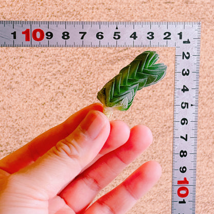 ブッダテンプル　A品　カット苗