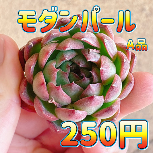モダンパール　A品　カット苗