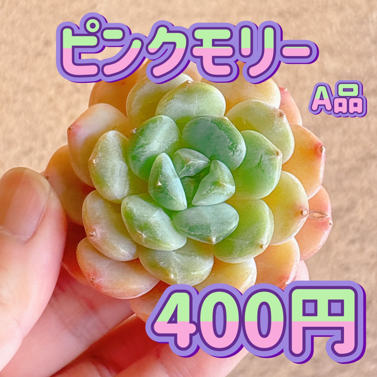 ピンクモリー　A品　カット苗