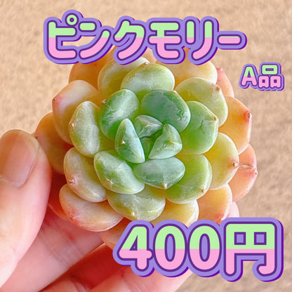 ピンクモリー　A品　カット苗