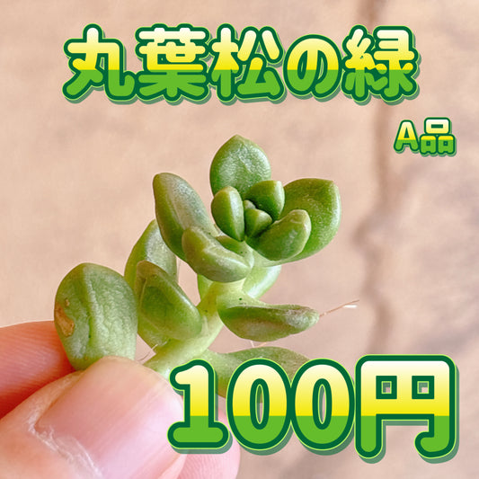 丸葉松の緑　A品　カット苗