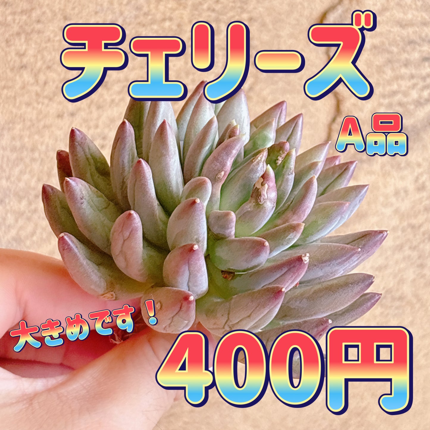 チェリーズ　A品　カット苗