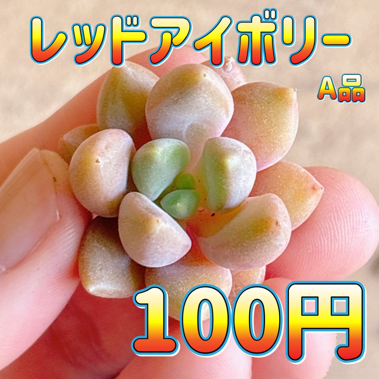 レッドアイボリー　A品　カット苗