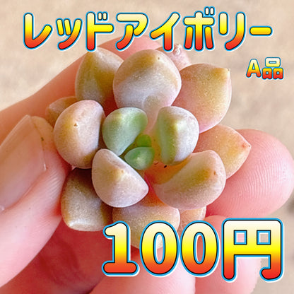 レッドアイボリー　A品　カット苗