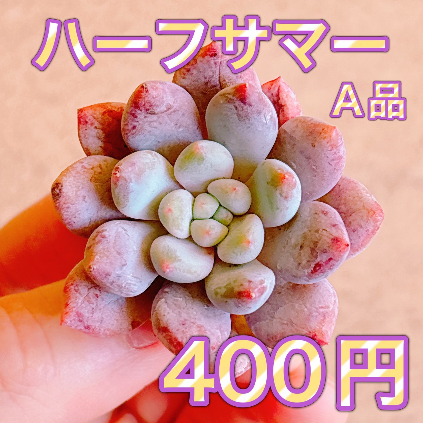 ハーフサマー　A品　カット苗