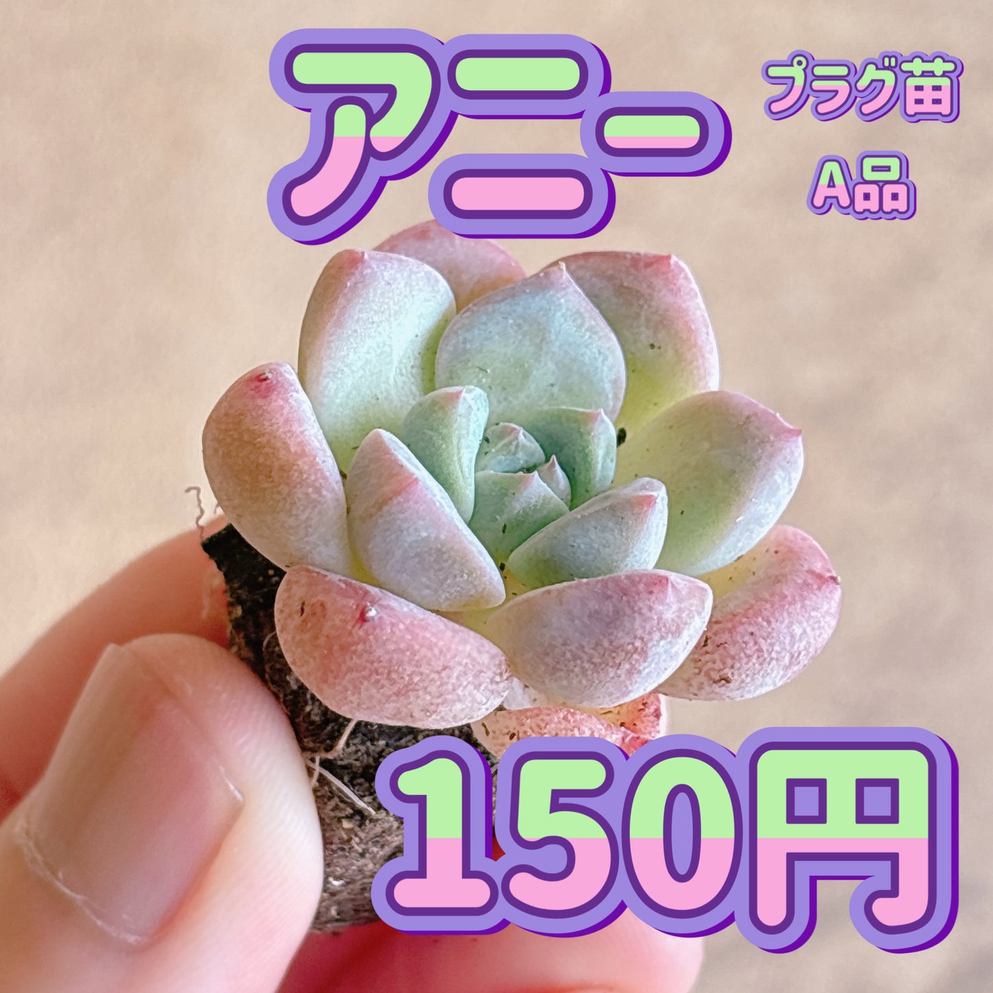 アニー　A品　プラグ苗