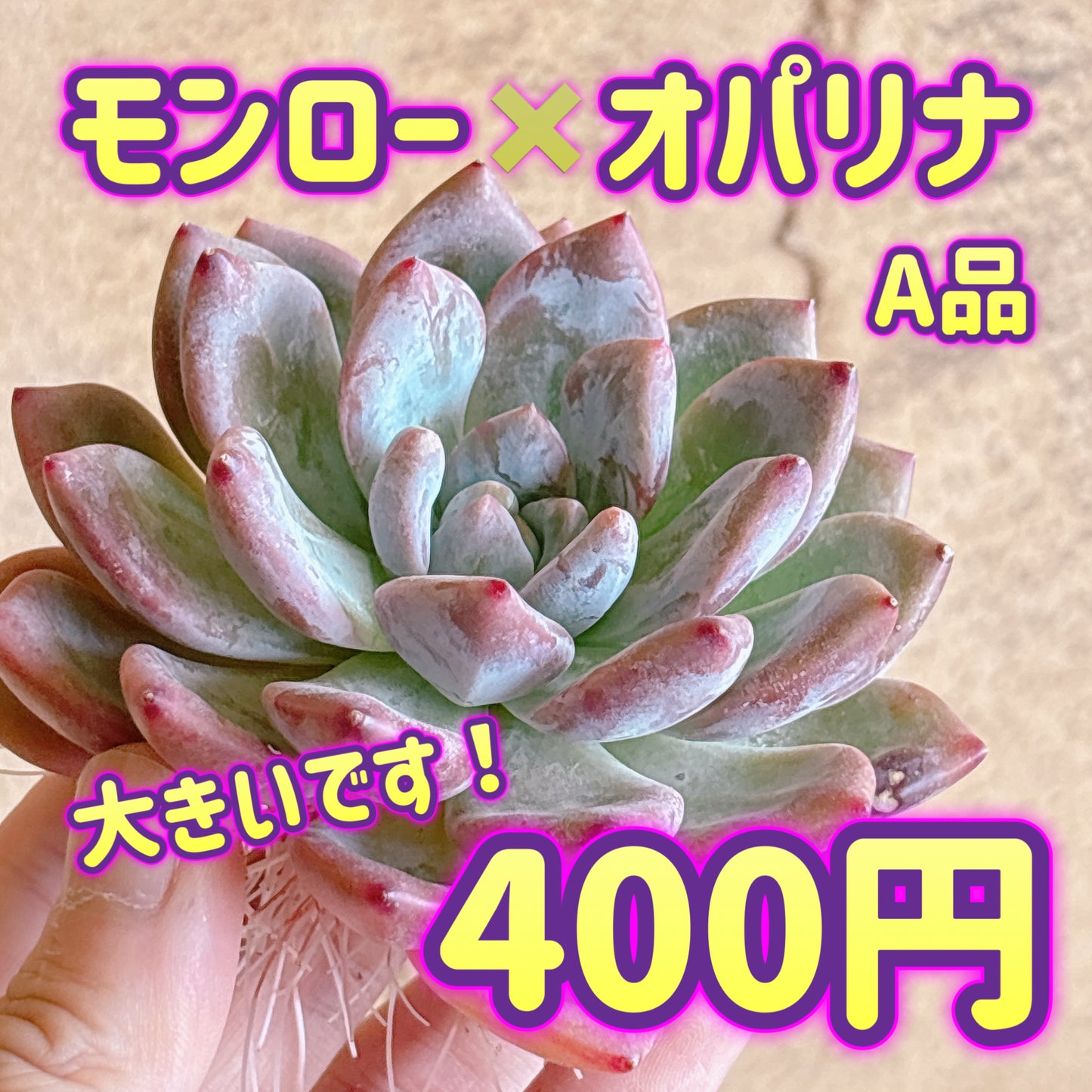 モンロー×オパリナ　A品　カット苗